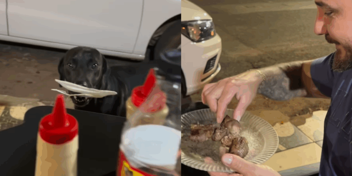 "Ele sabia exatamente o que fazer": Cachorro com prato na boca surpreende clientes ao pedir comida em espetinho