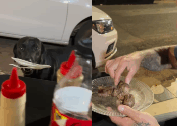 "Ele sabia exatamente o que fazer": Cachorro com prato na boca surpreende clientes ao pedir comida em espetinho