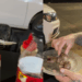 "Ele sabia exatamente o que fazer": Cachorro com prato na boca surpreende clientes ao pedir comida em espetinho