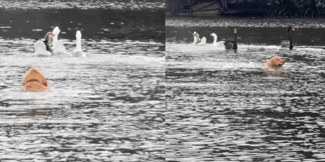 Golden retriever aproveita queda de tutora para perseguir patos em lago e vídeo viraliza: “Pelo menos o seu voltou”