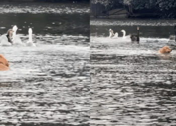 Golden retriever aproveita queda de tutora para perseguir patos em lago e vídeo viraliza: “Pelo menos o seu voltou”
