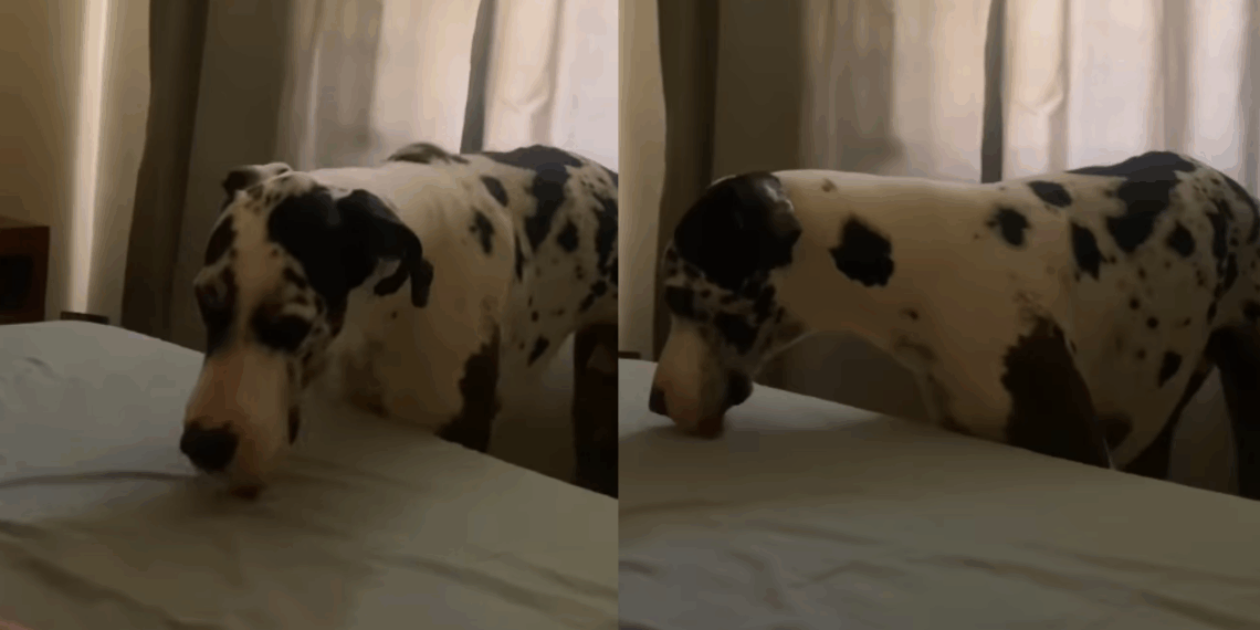 A história mais emocionante de um Dogue Alemão para compreender a dor da perda animal