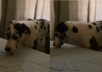 A história mais emocionante de um Dogue Alemão para compreender a dor da perda animal