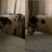 A história mais emocionante de um Dogue Alemão para compreender a dor da perda animal