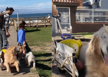 “Vamos viajar?”: Família surpreende cão com diagnóstico difícil e emociona a internet