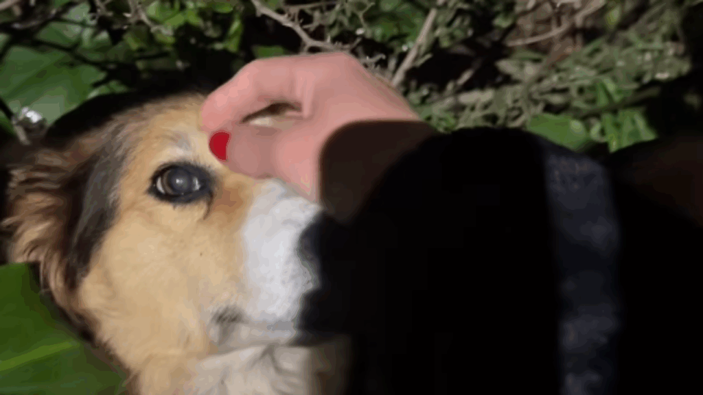 A emocionante história da cachorrinha resgatada do lixo em Uberaba que comoveu as redes
