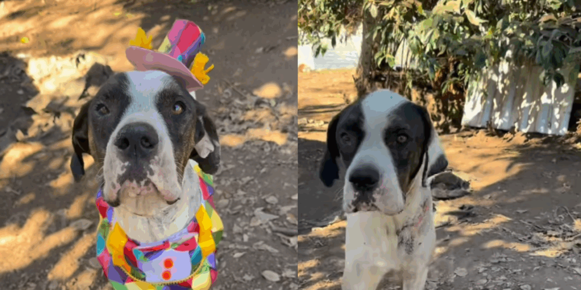 Cão usa fantasia de palhaço para tentar ser adotado e comove a internet