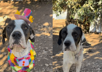 Cão usa fantasia de palhaço para tentar ser adotado e comove a internet