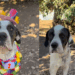 Cão usa fantasia de palhaço para tentar ser adotado e comove a internet