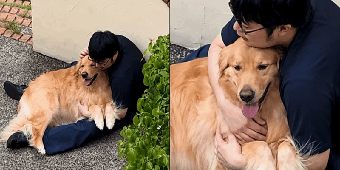 Golden retriever se muda para o Japão e encontra o melhor amigo do outro lado da rua