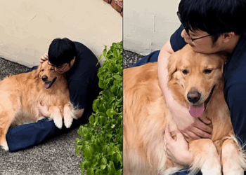 Golden retriever se muda para o Japão e encontra o melhor amigo do outro lado da rua