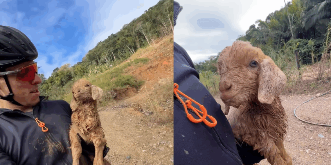 'O que eu faço contigo, cara?': ciclista ouve choro em vala de pedreira e salva cabritinho em SC