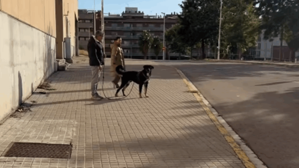 "Vou te dar a melhor vida possível": Mulher faz uma única promessa ao ver cão que ninguém queria