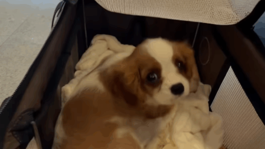 Noivo pega avião de surpresa para buscar cachorrinha e emociona noiva: “Realizei o maior sonho dela!”