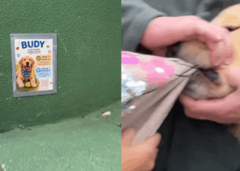 Cachorro Golden Retriever com mania de "roubar" roupas vira atração e viraliza na web