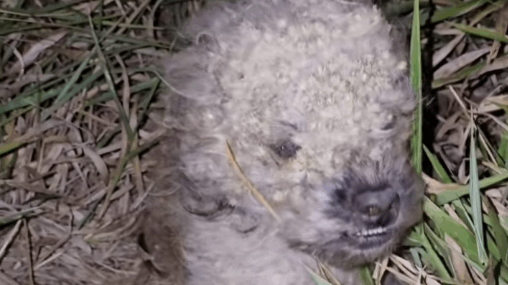 Cena emocionante: Trilha noturna termina com o resgate inusitado de um cão dentro da mochila