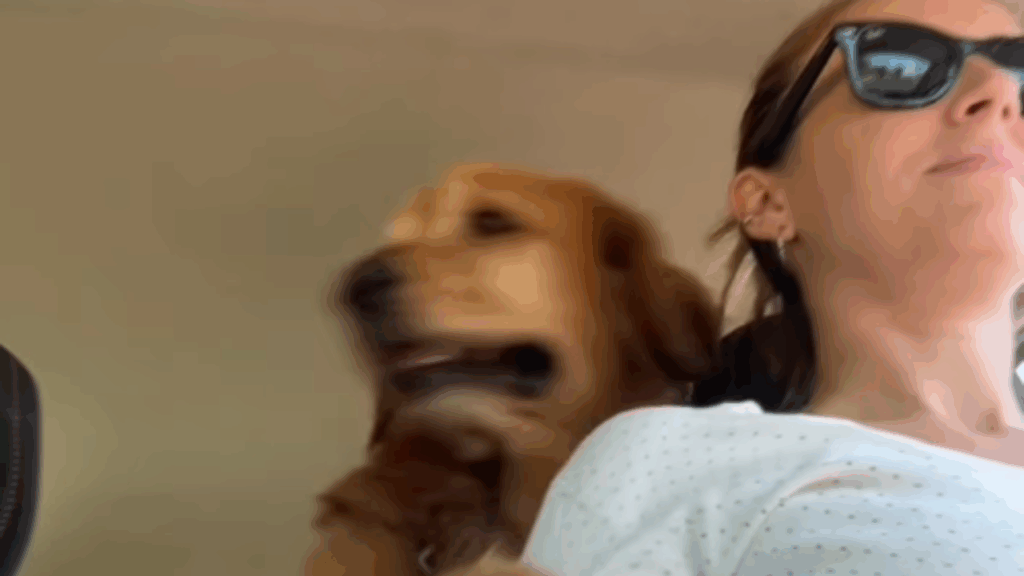 'Sua doida, errou!': Golden retriever percebe desvio no caminho da creche e entra em desespero ao ver erro da tutora no trânsito
