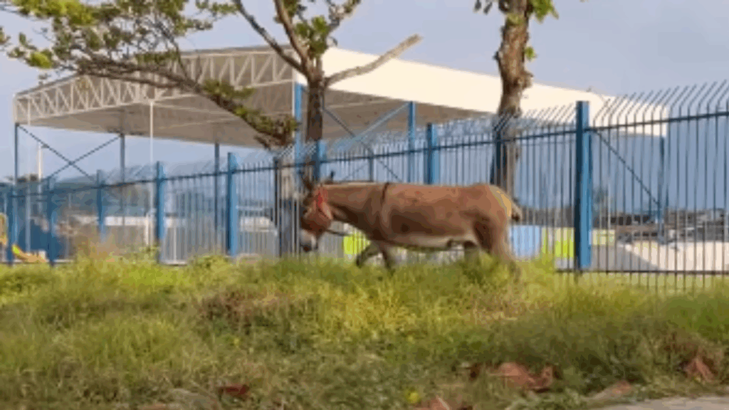 "Altamente apaixonante": Jovem faz amizade com burrinha de rua, descobre que ela seria vendida e mobiliza vaquinha online
