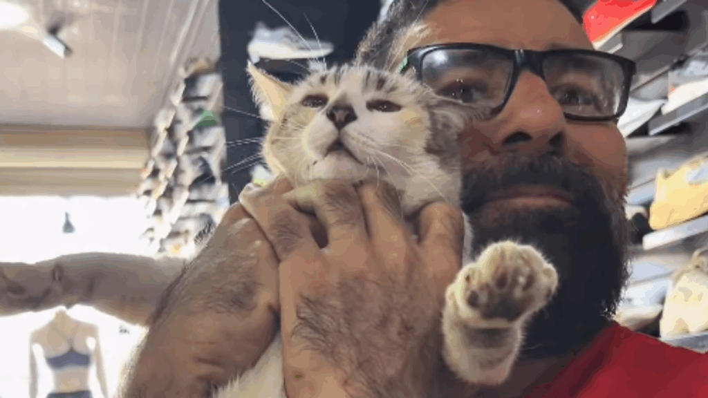 A loja de suplementos mais amada do Maranhão para os apaixonados por felinos e humor