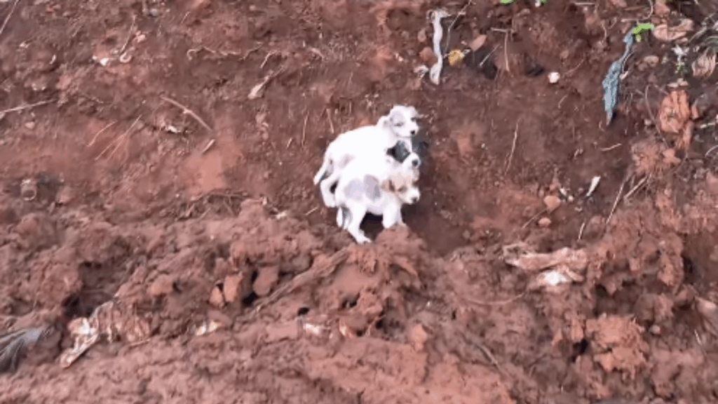 “Trêmulos e sem pelos”: resgate de três filhotes abandonados em barranco de lama comove o Rio Grande do Sul