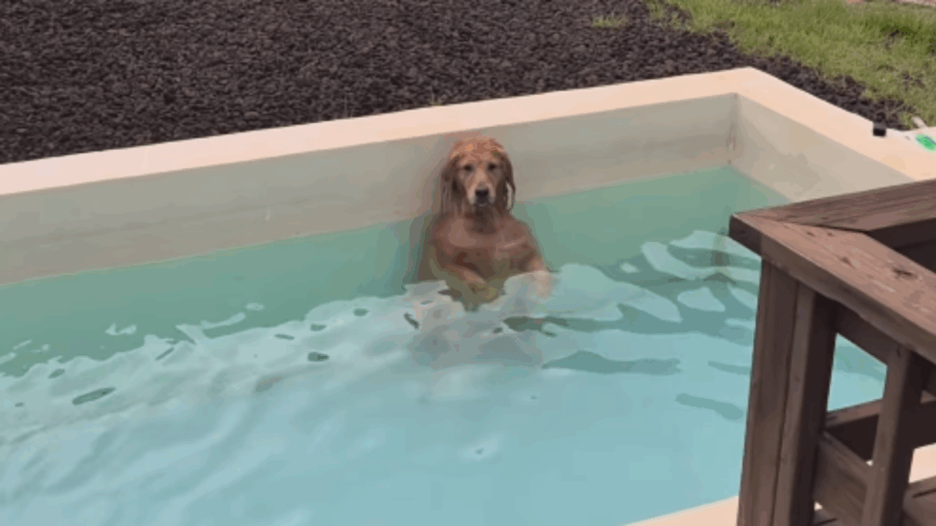 'Cadê os respingos?': tutora se assusta com silêncio e flagra golden em pose bizarra após 5h de piscina