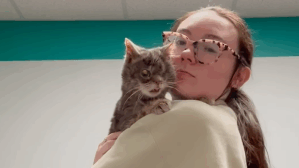 “Anunciada de graça após divórcio”: gata com fenda palatina ganha nova chance e comove a web