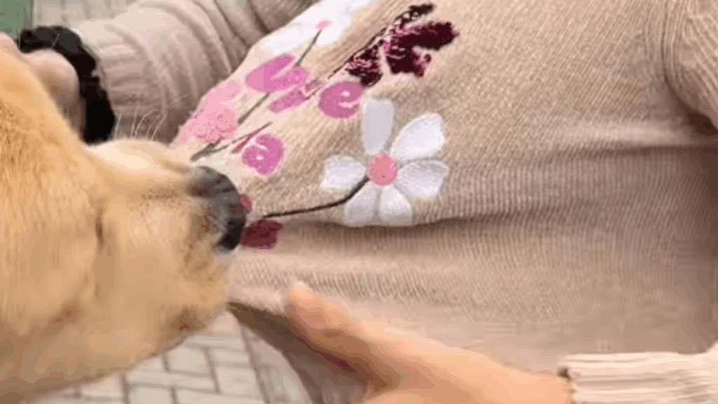 Cachorro Golden Retriever com mania de "roubar" roupas vira atração e viraliza na web