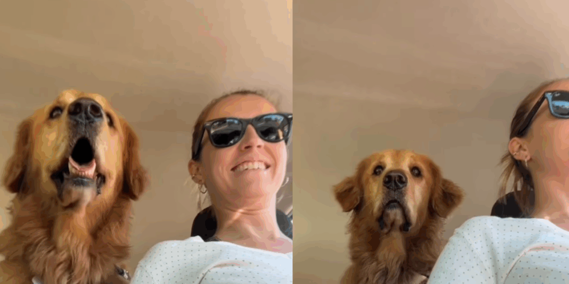 'Sua doida, errou!': Golden retriever percebe desvio no caminho da creche e entra em desespero ao ver erro da tutora no trânsito