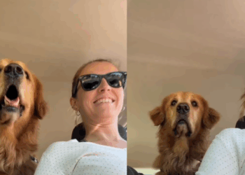 'Sua doida, errou!': Golden retriever percebe desvio no caminho da creche e entra em desespero ao ver erro da tutora no trânsito