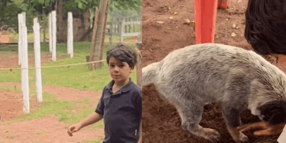 Homem em situação de rua guarda porta de clínica por cadela ferida e comove a web