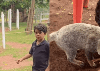 Homem em situação de rua guarda porta de clínica por cadela ferida e comove a web