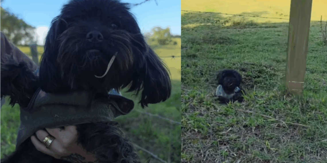"Oi, meu amor, o que você faz aí?": Protetora avista ponto preto em estrada de terra e salva cadela