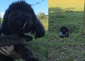 "Oi, meu amor, o que você faz aí?": Protetora avista ponto preto em estrada de terra e salva cadela