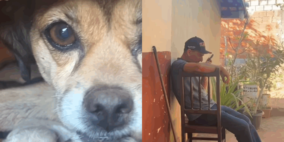 Homem narra nascimento de filhotes de cão como netos e vídeo viraliza: “Como se fosse testemunho”