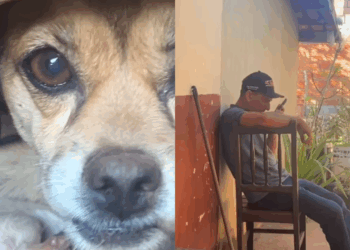 Homem narra nascimento de filhotes de cão como netos e vídeo viraliza: “Como se fosse testemunho”