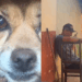 Homem narra nascimento de filhotes de cão como netos e vídeo viraliza: “Como se fosse testemunho”