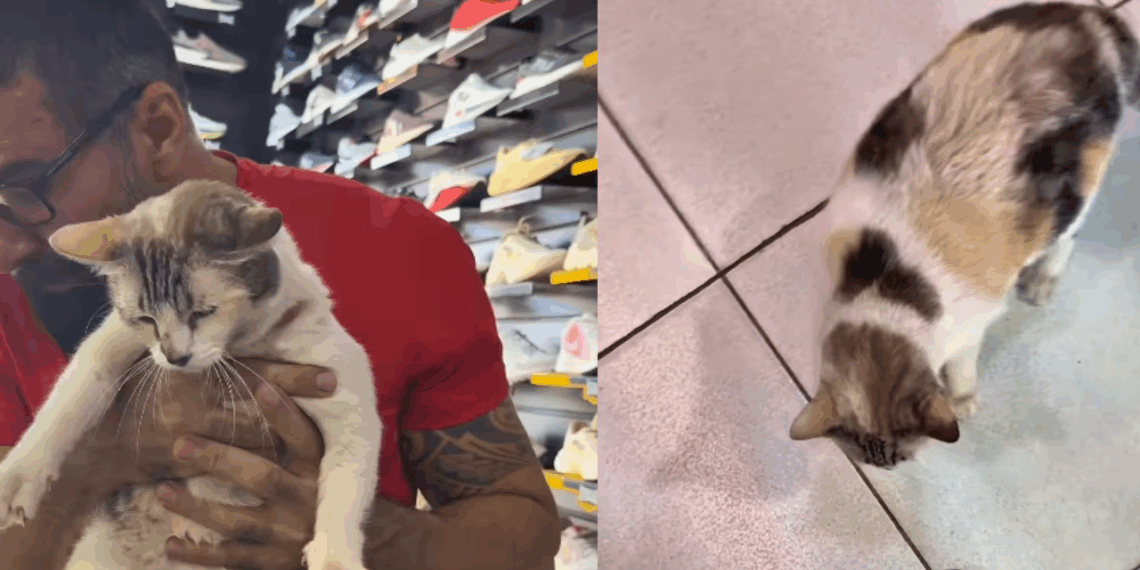 A loja de suplementos mais amada do Maranhão para os apaixonados por felinos e humor