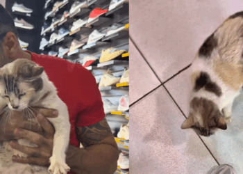A loja de suplementos mais amada do Maranhão para os apaixonados por felinos e humor