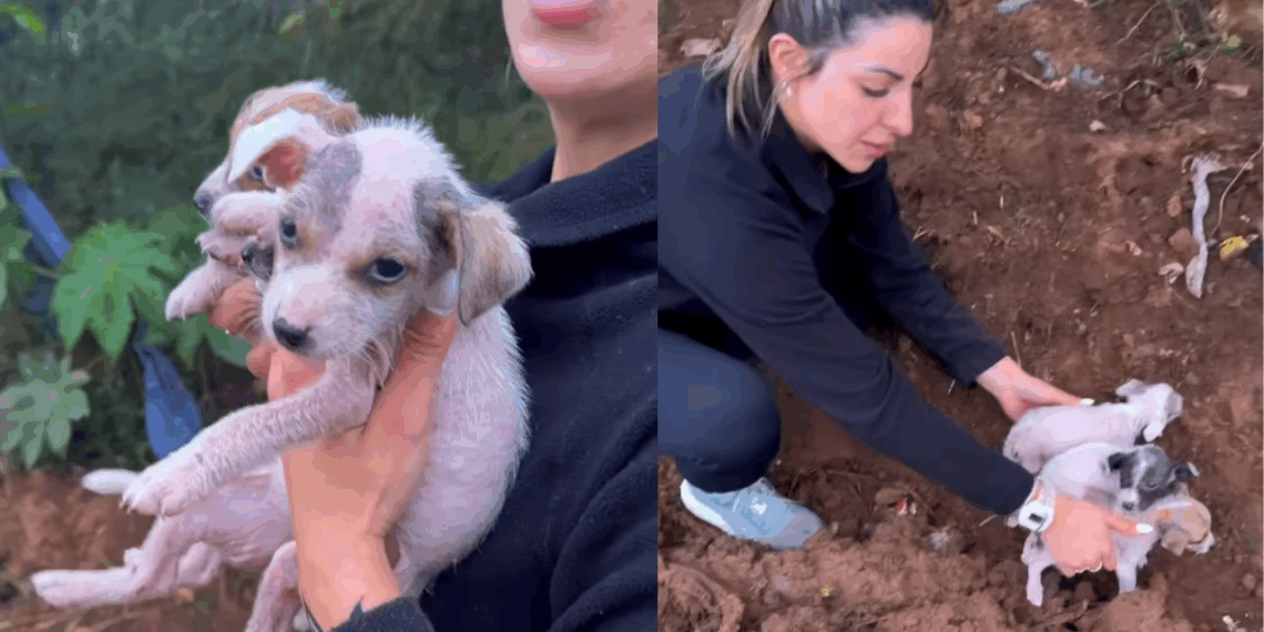 “Trêmulos e sem pelos”: resgate de três filhotes abandonados em barranco de lama comove o Rio Grande do Sul