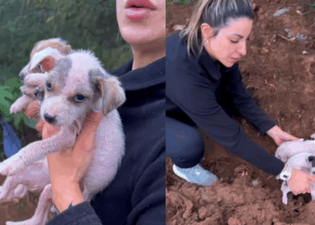 “Trêmulos e sem pelos”: resgate de três filhotes abandonados em barranco de lama comove o Rio Grande do Sul