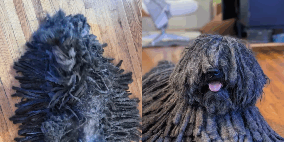 Cão "esfregão": vídeo de cão confundido com tapete alcança 4 milhões de visualizações