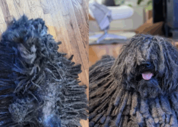 Cão "esfregão": vídeo de cão confundido com tapete alcança 4 milhões de visualizações