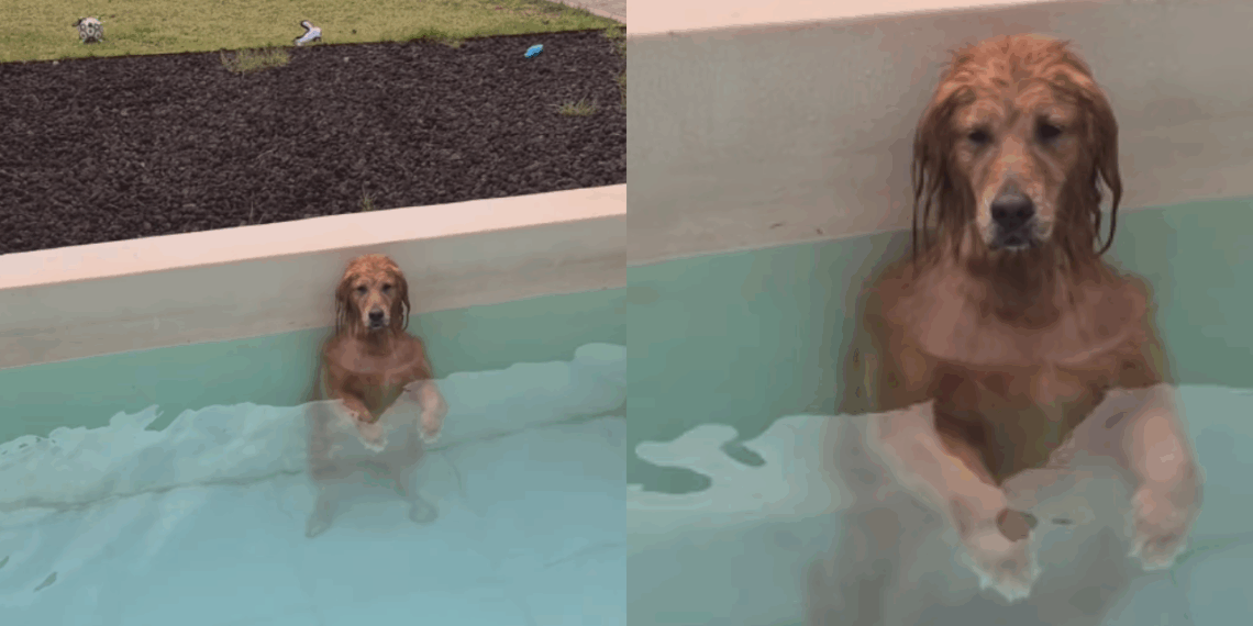 'Cadê os respingos?': tutora se assusta com silêncio e flagra golden em pose bizarra após 5h de piscina