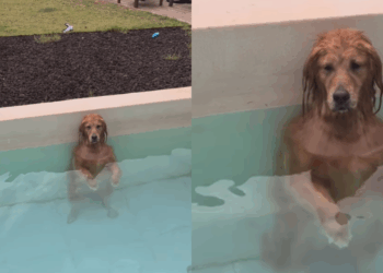 'Cadê os respingos?': tutora se assusta com silêncio e flagra golden em pose bizarra após 5h de piscina