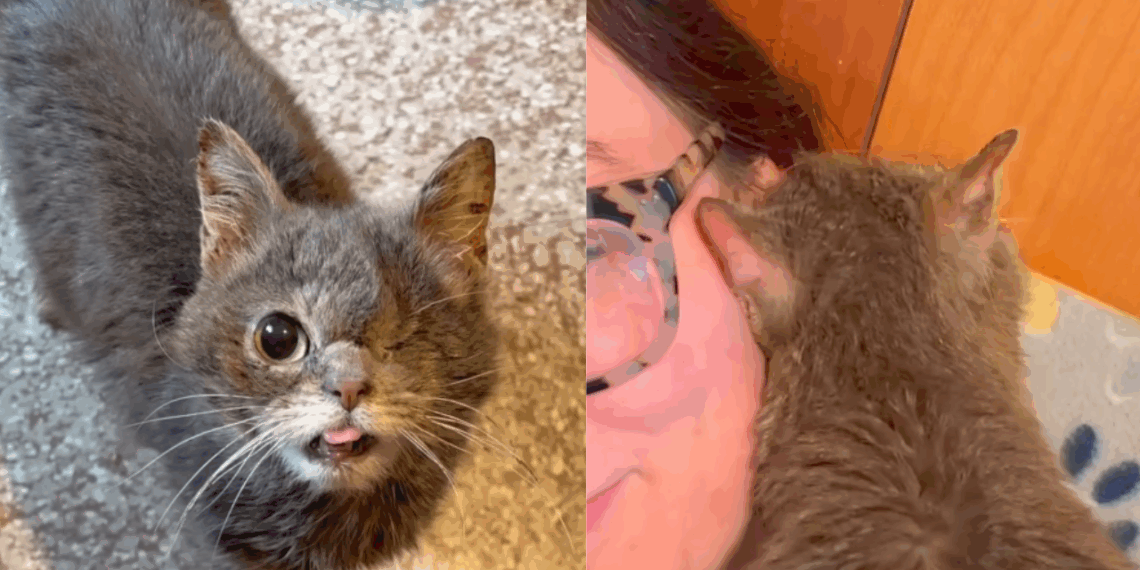 “Anunciada de graça após divórcio”: gata com fenda palatina ganha nova chance e comove a web