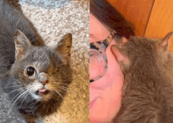 “Anunciada de graça após divórcio”: gata com fenda palatina ganha nova chance e comove a web