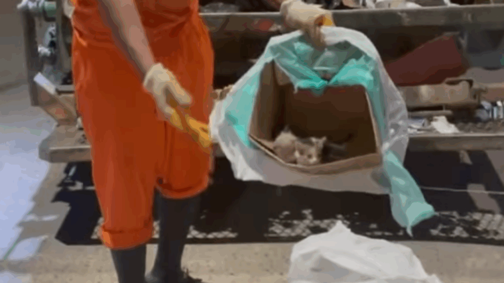 Garis encontram filhotes de gato abandonados em sacola e desabafo comove a web