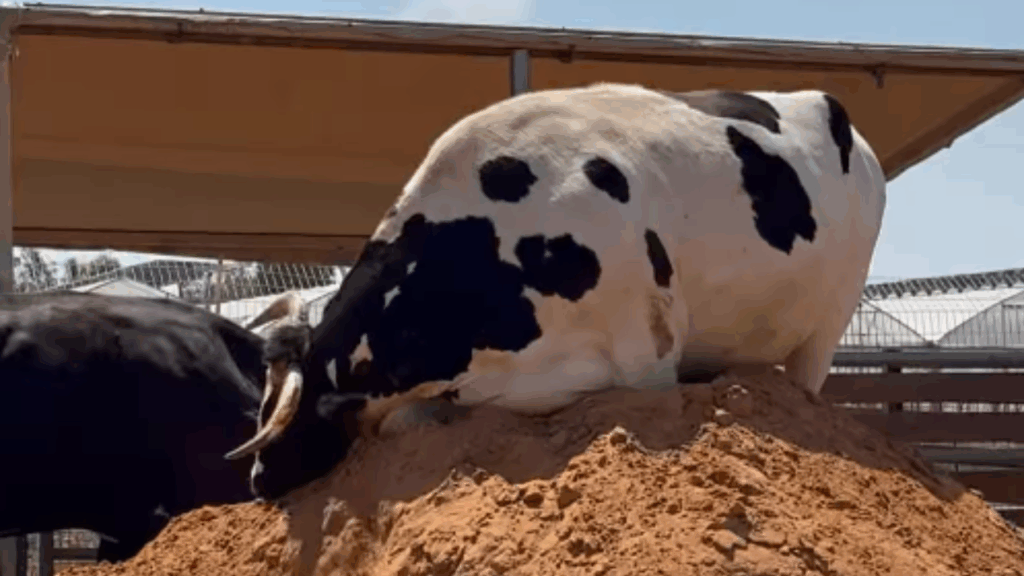 Vaca resgatada adota bezerrinha e produz leite mesmo sem ter dado a luz recentemente