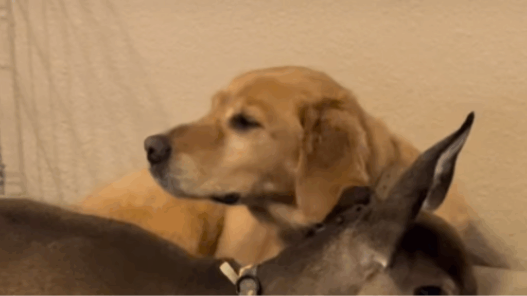 "Tem três camas": Cervo criado com golden retrievers cresce, mas recusa cama própria para dormir espremido com os 'irmãos'