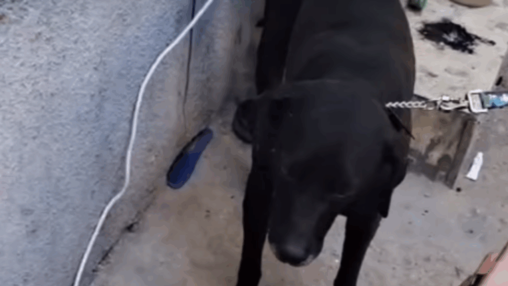 "Ele esperou até o fim": Cão rejeitado após minutos de visita fica no portão aguardando família